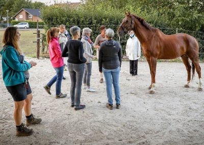 Pferdegestütztes Coaching Heinsberg, NRW